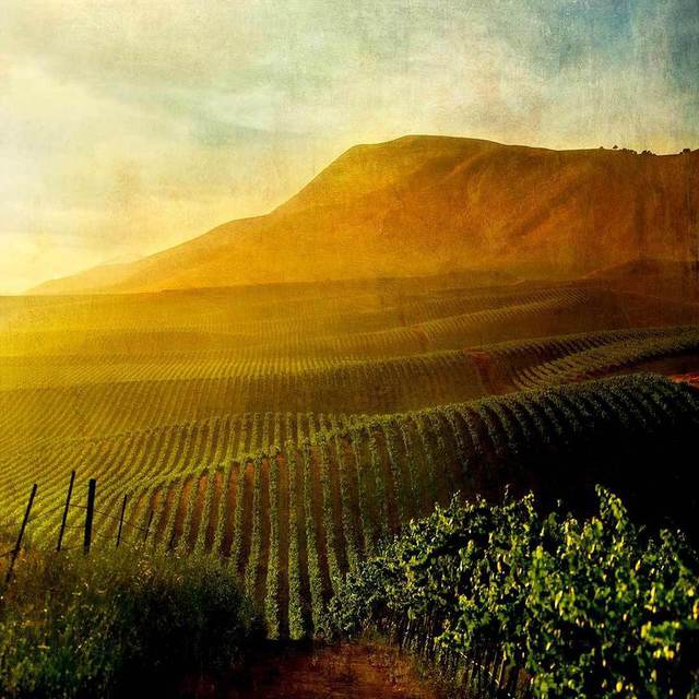 Michael Regnier  'Camelot Vineyard', created in 2010, Original Photography Other.