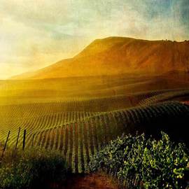 Michael Regnier: 'Camelot Vineyard', 2010 Color Photograph, Landscape. Artist Description:   vineyard, vineyards, fog, trees  vineyard, vineyards, sunset  ...