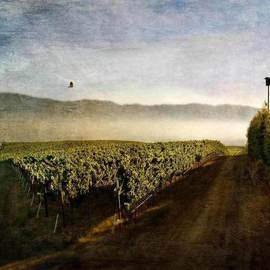 Michael Regnier: 'Flying Home, Seco Highlands Estate', 2010 Color Photograph, Landscape. Artist Description:      vineyard, vineyards,     ...