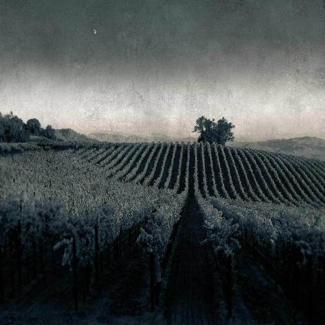 Artist Michael Regnier. 'Moonlight In The Vineyard' Artwork Image, Created in 2010, Original Photography Other. #art #artist