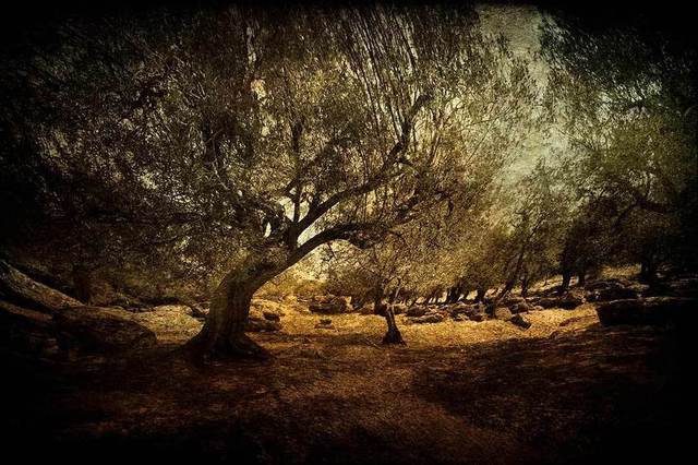 Artist Michael Regnier. 'Olive Grove Panoramic' Artwork Image, Created in 2010, Original Photography Other. #art #artist