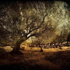 Olive Grove Panoramic By Michael Regnier