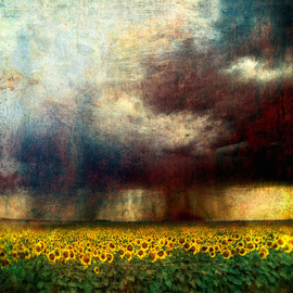 Sunflower Storm By Michael Regnier