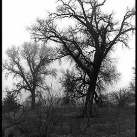 Martha Johnson: 'Foggy Morning', 1992 Black and White Photograph, Landscape. 