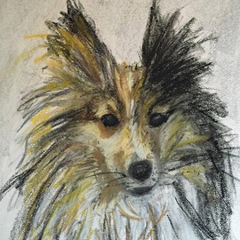 Christine Morris: 'Sweet Sheltie', 2015 Acrylic Painting, Animals. Artist Description:  dog, pet, portrait, pastel, white, brown, cute, fluffy, sheltie, puppy, sheepdog, small ...