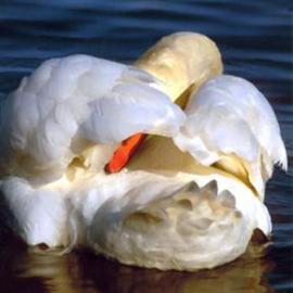Grooming Swan, Beatrice Van Winden