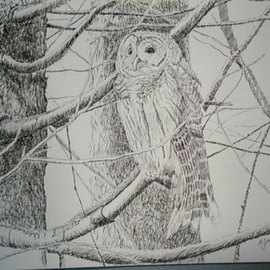 Michael Garr: 'barred owl in january', 2015 Ink Drawing, Birds. Artist Description:  This guy was a frequent visitor to my backyard. Got a good shot of him sheltering on a rainy day...