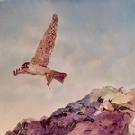 peregrine falconry By Michael Garr