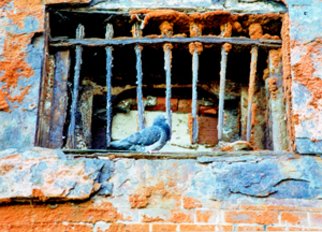 Nabil William: 'Bars window', 2008 Color Photograph, Birds. 