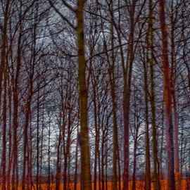 Nancy Bechtol: 'BurntOrange', 2009 Other Photography, Landscape. Artist Description:  high color in the rural Michigan lower Peninsuls ...
