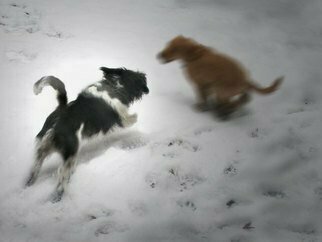 Nancy Bechtol: 'Chloe Chase Dylan', 2008 Color Photograph, Animals.  dogs fly thru the snow.  Inquire- - various sizes available and on canvas or archival Epson papers...