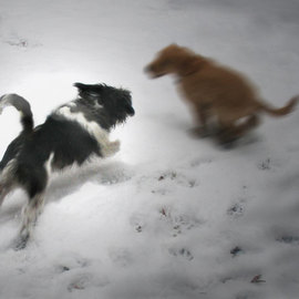 Nancy Bechtol: 'Chloe Chase Dylan', 2008 Color Photograph, Animals. Artist Description:  dogs fly thru the snow.  Inquire- - various sizes available and on canvas or archival Epson papers...