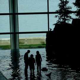 Nancy Bechtol: 'Dolphin Encounters', 2007 Other Photography, Spiritual. Artist Description:  Silhouetted against Chicago Skyline, visitors encounter the Dolphins at the Shedd Aquarium ...