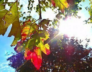 Nancy Bechtol: 'Leaves rally to sun', 2012 Color Photograph, Beauty. fall, shadow, bechtol...