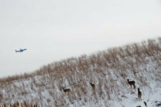 Nancy Bechtol: 'OHare  plane and deer', 2009 Color Photograph, Urban. Bensenville, OHare Airport, expansion, Chicago, desolation, deserted,...