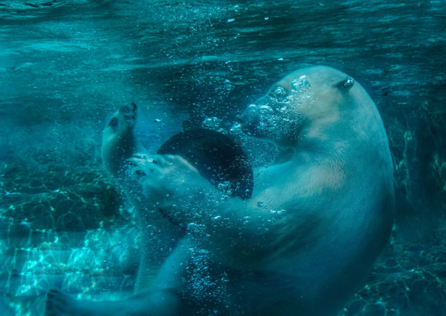 Nancy Bechtol  'Polar Bear: Animal Series', created in 2015, Original Photography Mixed Media.