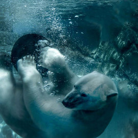 Polar Bear Blue  Zoo Beings series By Nancy Bechtol