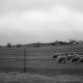 SheepPassing bye By Nancy Bechtol