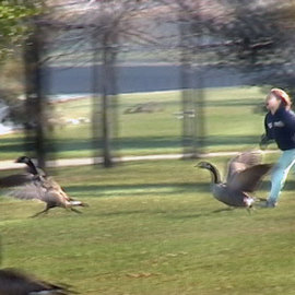 Nancy Bechtol: 'Wild Goose Chase', 2008 Other Photography, Birds. Artist Description:  Photo in exhibit, 
