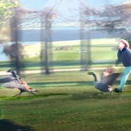 Nancy Bechtol: 'Wild Goose Chase', 2010 Color Photograph, Animals. Artist Description: Lincoln Park, Chicago, artistic photo/ painting of a goose chase with a kid closing in. framing additional cost. request prices...