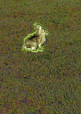 Nancy Bechtol: 'bunny run', 2019 Other Photography, Animals. This bunny is still surrounded by a pattern of behavior which is set to run. digitalpainting...