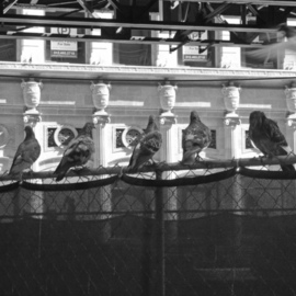 Nancy Bechtol: 'line up roosting pigeons', 2008 Other Photography, Birds. Artist Description:  city pigeons roosting in Chicago downtownsize varies to 30 x 40