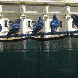 Pigeons Roosting Citystyle, Nancy Bechtol