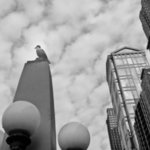 seagull and buildings By Nancy Bechtol