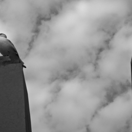 Nancy Bechtol: 'seagull and buildings III', 2013 Black and White Photograph, Animals. Artist Description:  bird, seagull, Chicago, river, buildings, black white, photo, nancy bechtol, stellarstatue purple ...