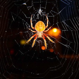 Nancy Bechtol: 'spidey webmaster', 2019 Other Photography, Animals. Artist Description: in a moment I saw this spider, creating a massive web on the side of a building. a home, a capture. I was delighted. ...