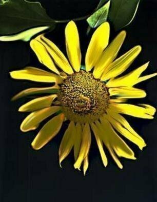 Nancy Bechtol: 'sunflower painted', 2003 Other Photography, Floral. sunflower series...