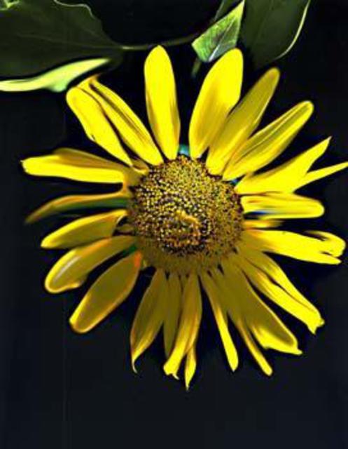 Artist Nancy Bechtol. 'Sunflower Painted' Artwork Image, Created in 2003, Original Photography Mixed Media. #art #artist