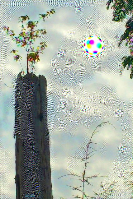 Nancy Bechtol  'Treetop Cosmic View', created in 2017, Original Photography Mixed Media.