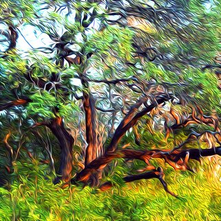 Nancy Wood: 'burning bush texas style', 2017 Digital Painting, Nature. Computer enhanced photo on aluminum...