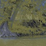 Guadalupe River Dark By Nancy Wood