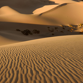 Dennis Chamberlain: 'Death Valley Sand Dunes', 2014 Color Photograph, Landscape. Artist Description:  Sand, dunes, desert, death valley, ripples, national park, California, golden,  ...