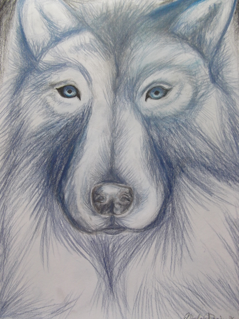 Artist Nicole Pereira. 'Wolf In Blue Monochrome' Artwork Image, Created in 2013, Original Drawing Other. #art #artist