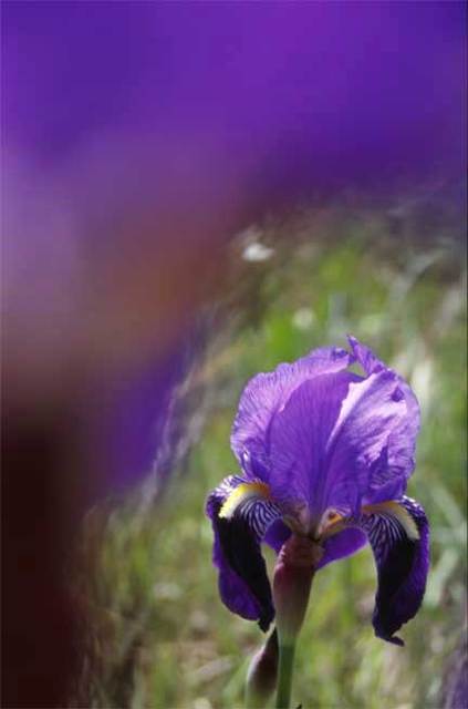 Nikica Cvrljak  'Purple Flower', created in 2005, Original Painting Oil.