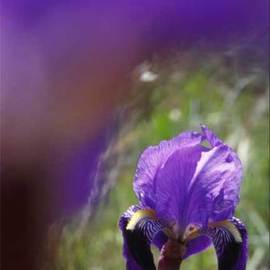 Nikica Cvrljak: 'purple flower', 2005 Color Photograph, Floral. Artist Description: From the series of photos focused on flowers. ...