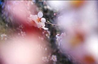 Nikica Cvrljak: 'white and pink flower', 2006 Color Photograph, Floral. From the series of photos focused on flowers. ...