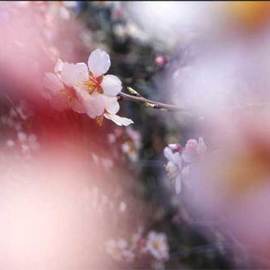 Nikica Cvrljak: 'white and pink flower', 2006 Color Photograph, Floral. Artist Description: From the series of photos focused on flowers. ...