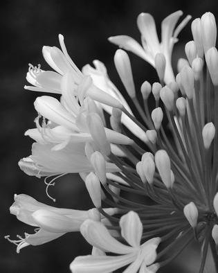Obert Fittje: 'Lilly of the Nile', 2007 Black and White Photograph, Floral.  This is a simple black and white image of a lilly of the Nile blooming in our front yard.  This image has been licensed to Hallmark of England for use in their products in England and Ireland.       ...