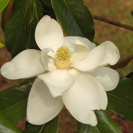 Magnolia in June