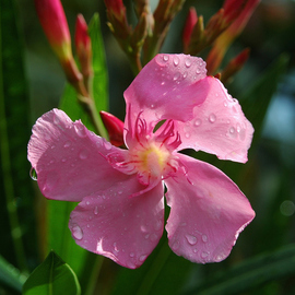 Oleander in the Rain