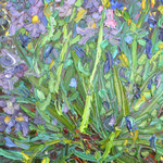 battle of the irises By Olga Bezhina