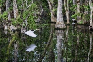 Stephen Robinson: 'A quiet moment in the Big Cypres Preserve', 2012 Color Photograph, Landscape. A life moment in a great national treasure...