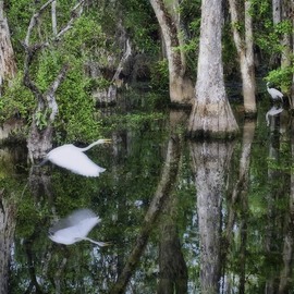 A quiet moment in the Big Cypres Preserve  By Stephen Robinson