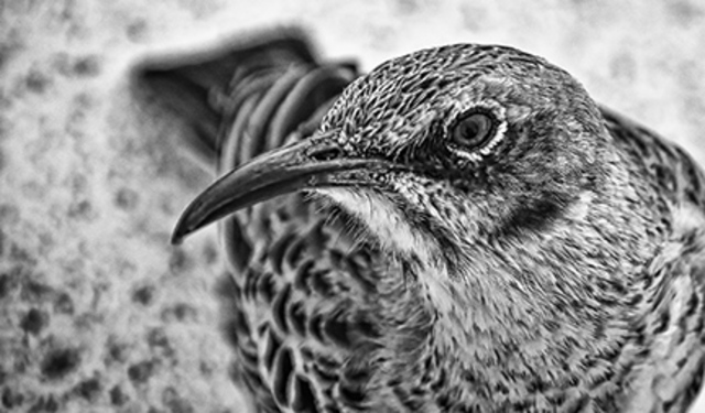 Artist Stephen Robinson. 'Bird Of The Galapagos' Artwork Image, Created in 2010, Original Photography Digital. #art #artist