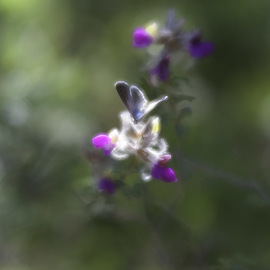 Stephen Robinson: 'Moth on Flower', 2017 Digital Photograph, Landscape. Artist Description: Photographed below the summit of Cathedral Rock...