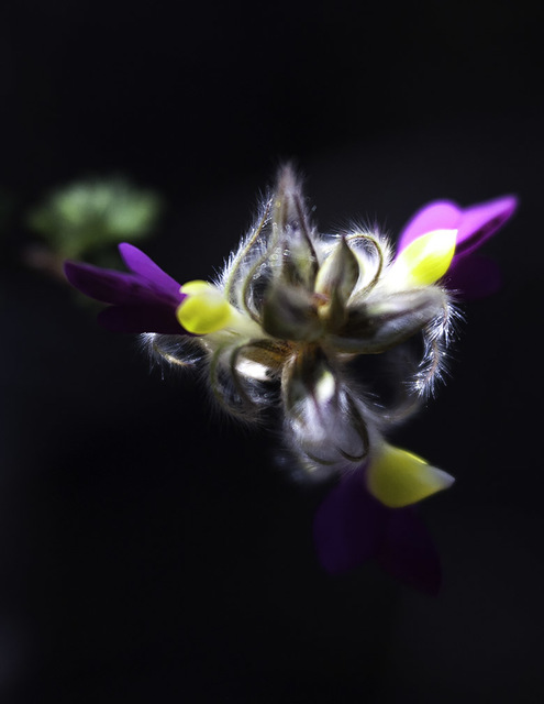 Stephen Robinson  'Mystical Flower', created in 2017, Original Photography Digital.